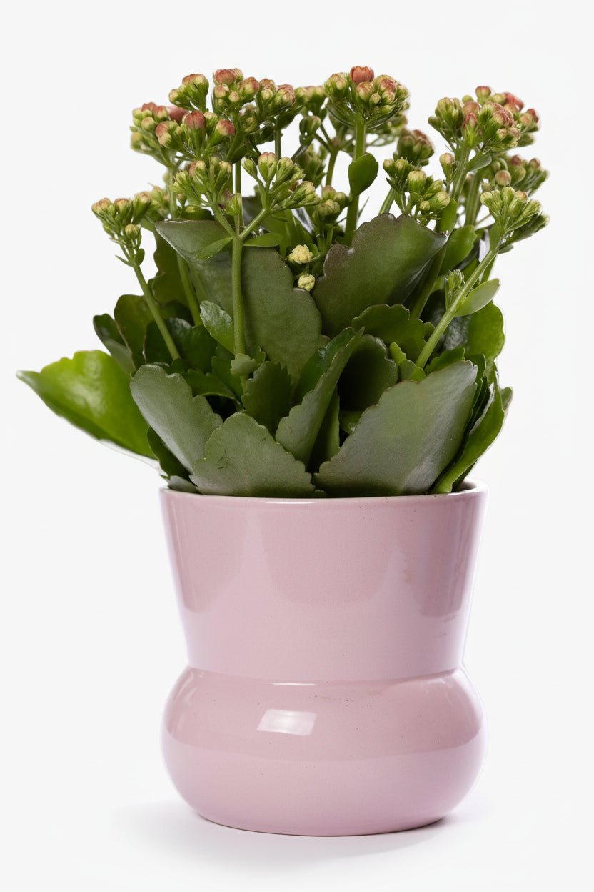 Kalanchoe rosa — Ø12 x H27 cm — Listo para colocar — Cerámica rosa - Verdeia - 1