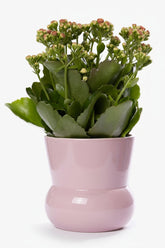 Kalanchoe rosa — Ø12 x H27 cm — Listo para colocar — Cerámica rosa - Verdeia - 1
