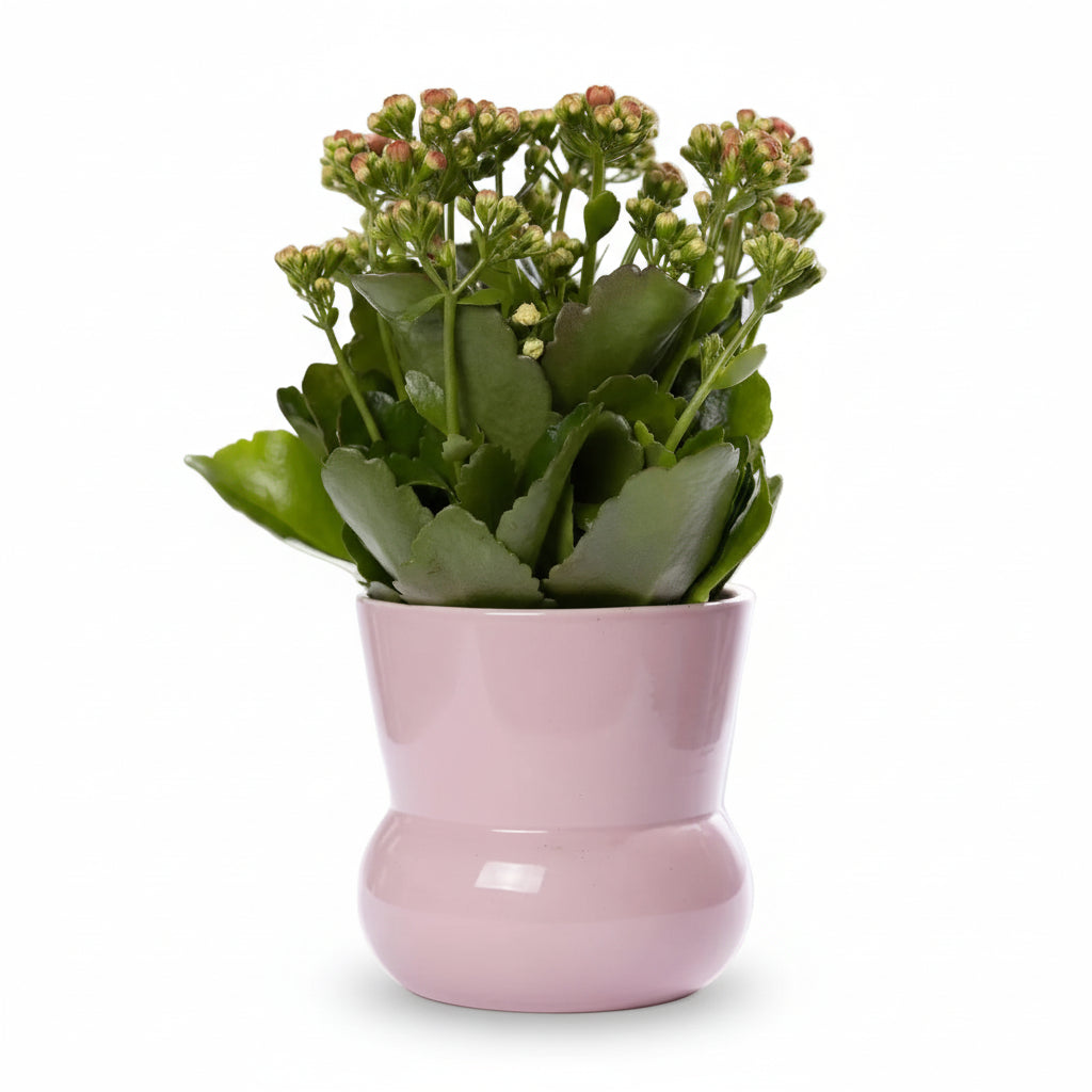 Kalanchoe cor-de-rosa — Ø12 x A27 cm — Pronta a colocar — Cerâmica cor-de-rosa - Verdeia - 1