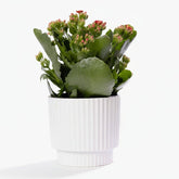 Kalanchoe rojo — Ø12 x H27 cm — Listo para colocar — Cerámica blanca - Verdeia - 1