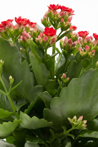 Kalanchoe rojo — Ø12 x H27 cm — Listo para colocar — Cerámica bronce dorado - Verdeia - 2