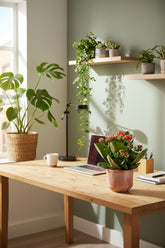 Kalanchoe &