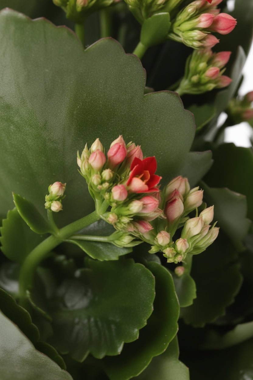 Kalanchoe &