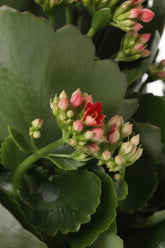 Kalanchoe &