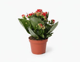 Kalanchoe ‘Rosalina Don Justino’ — Ø12 cm — H27 cm - Verdeia - 1