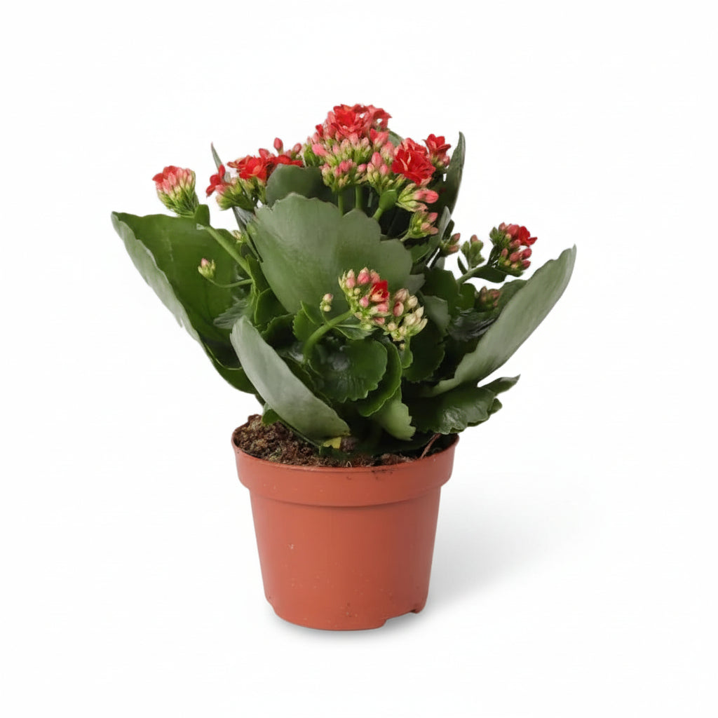 Kalanchoe ‘Rosalina Don Justino’ — Ø12 cm — H27 cm - Verdeia - 1