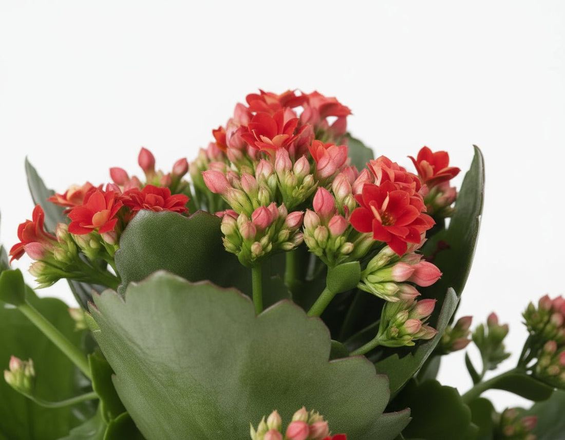 Kalanchoe ‘Rosalina Don Justino’ — Ø12 cm — H27 cm - Verdeia