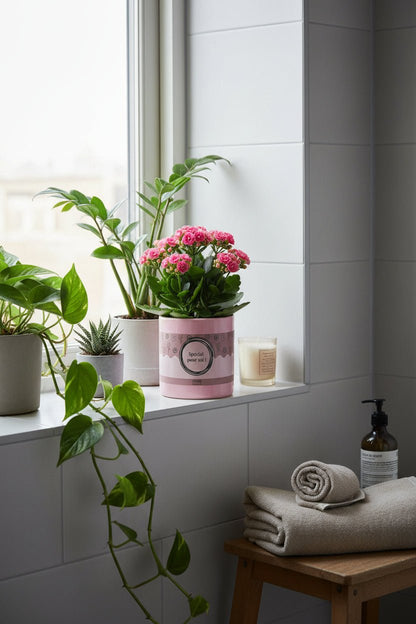 Kalanchoé rose &