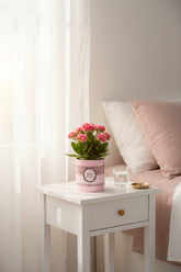 Kalanchoé rose &
