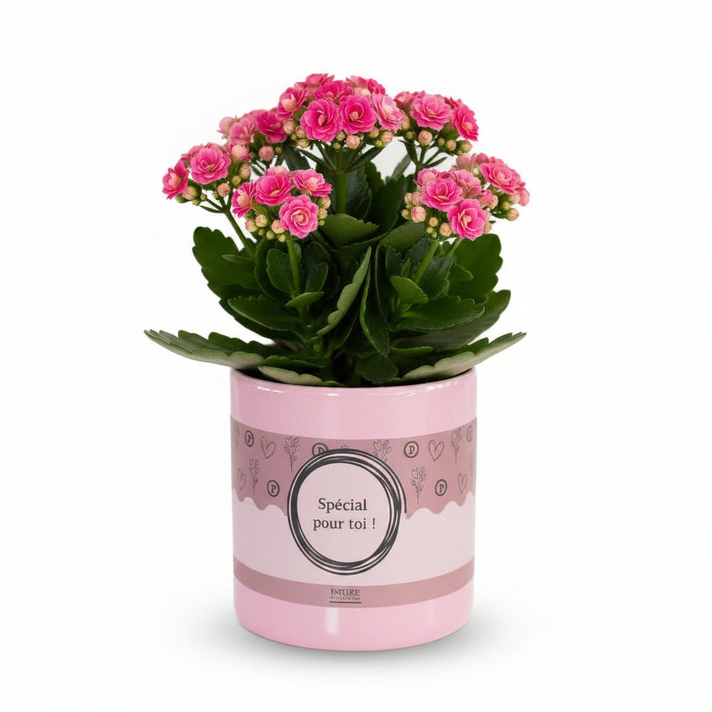Kalanchoé rose &