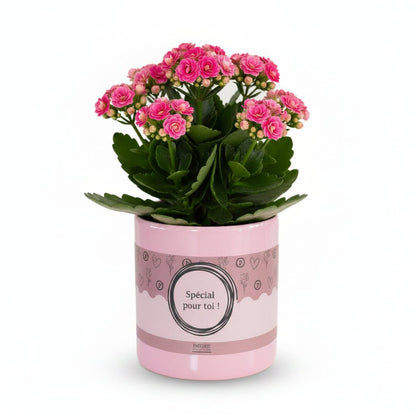 Kalanchoé rose &