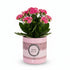 Kalanchoé rose &