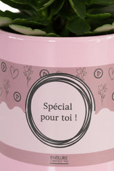 Kalanchoé rose &