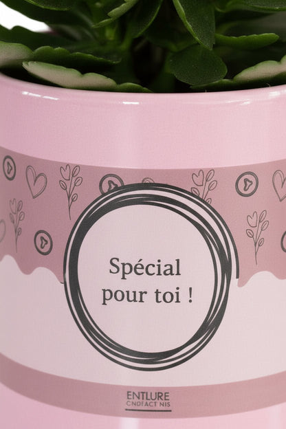 Kalanchoé rose &