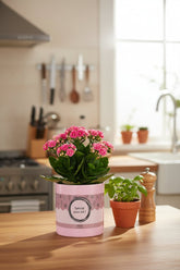 Kalanchoé rose &