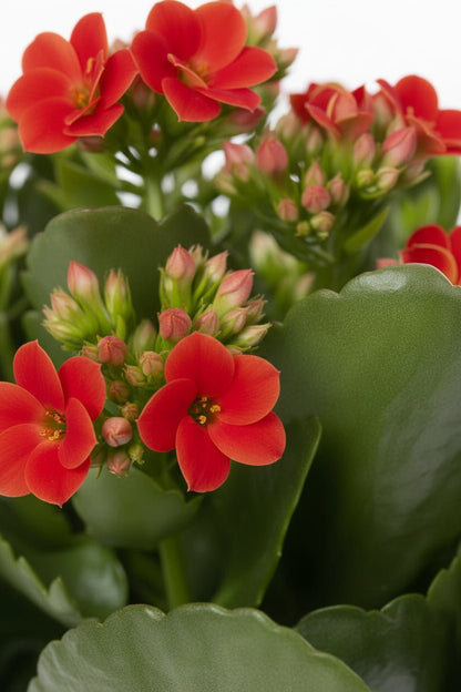 Kalanchoe rojo en maceta de cerámica blanca - H27 cm | Maceta Ø12 cm - Verdeia - 2
