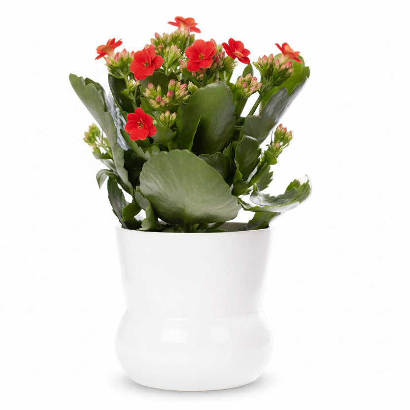 Kalanchoe rouge — Ø12 x H27 cm — Prête à poser — Céramique blanche - Verdeia - 1