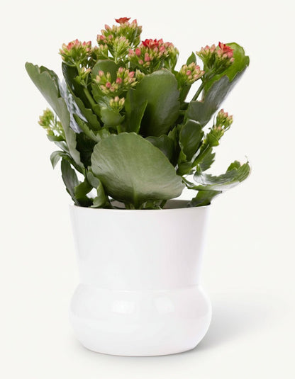 Kalanchoe rojo — Ø12 x H27 cm — Listo para colocar — Cerámica blanca - Verdeia - 1