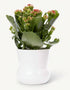 Kalanchoe rojo — Ø12 x H27 cm — Listo para colocar — Cerámica blanca - Verdeia - 1