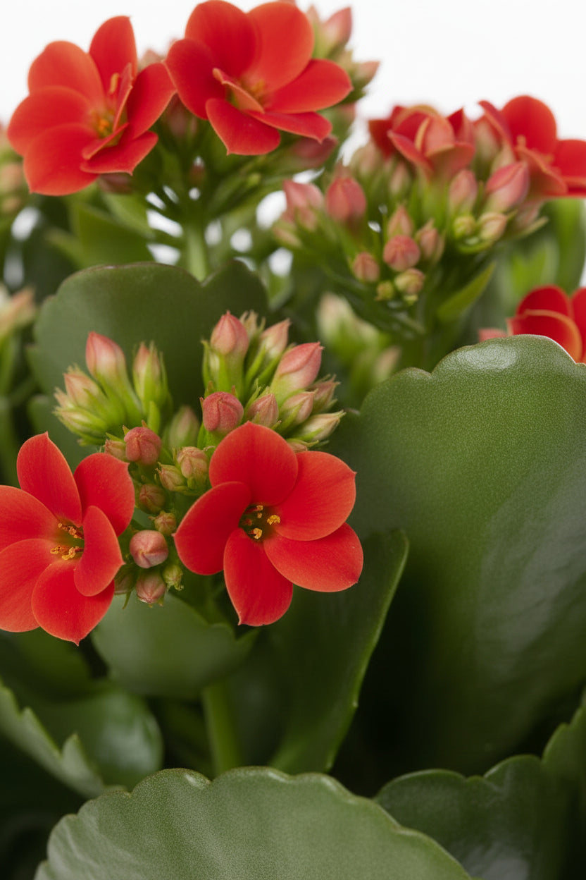 Roter Kalanchoe im weißen Keramiktopf - H27 cm | Topf Ø12 cm