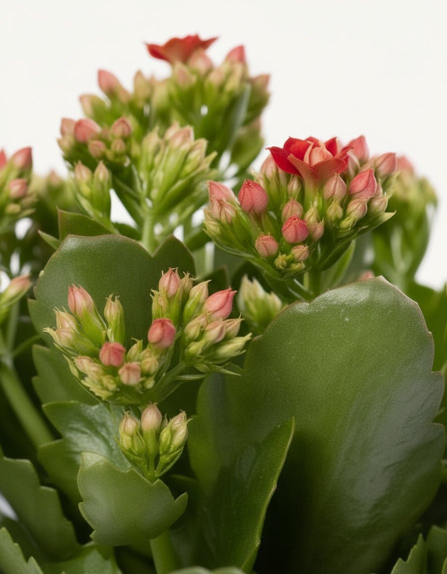 Kalanchoe rojo — Ø12 x H27 cm — Listo para colocar — Cerámica blanca - Verdeia - 2