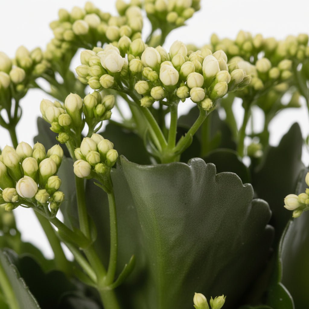Kalanchoe blanco — Ø12 x H27 cm — Listo para colocar — Cerámica verde - Verdeia - 2