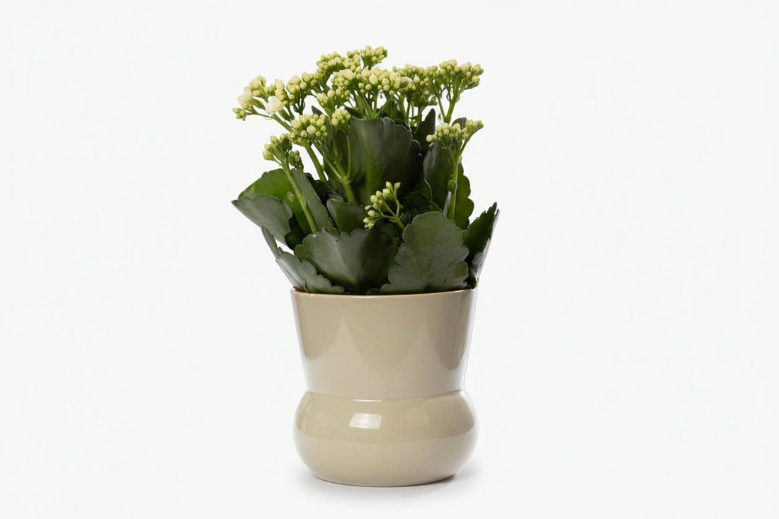 Kalanchoe blanco — Ø12 x H27 cm — Listo para colocar — Cerámica verde - Verdeia - 1