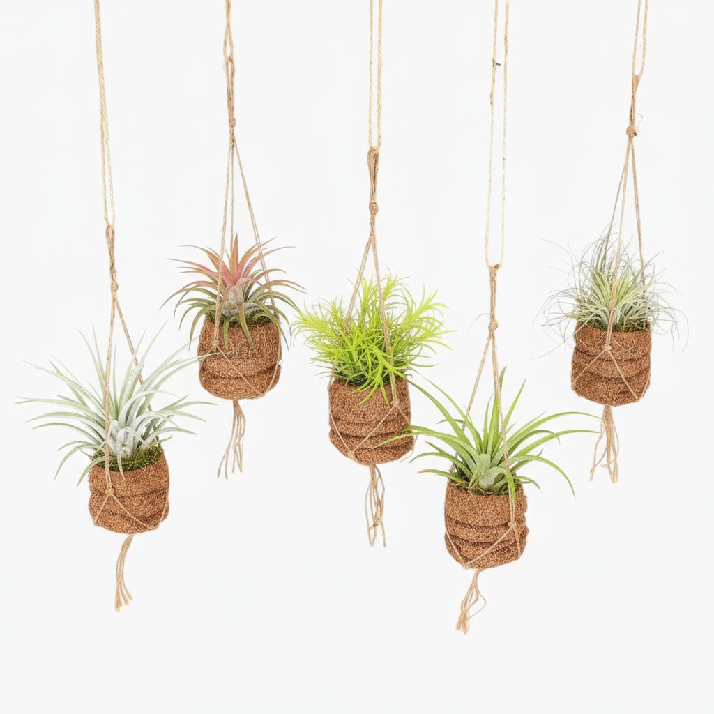 Kokodama Birdnest Tillandsia Mix - 8 pièces - 7 x 5cm - Verdeia