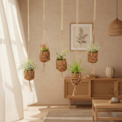 Kokodama Birdnest Tillandsia Mix - 8 pièces - 7 x 5cm - Verdeia