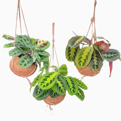 Kokodama Maranta Mix — 3 plantes suspendues — Ø15 cm • H20 cm - Verdeia