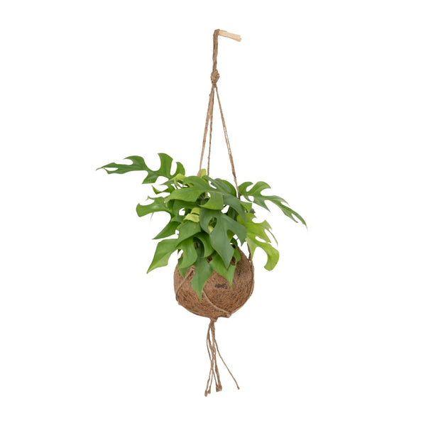 Kokodama Monstera Minima — Tropische Hängpflanze
