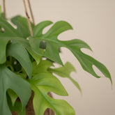 Kokodama Monstera Minima – Planta colgante tropical – D15 x A25 cm - Verdeia - 2