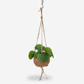 Kokodama Pilea Peperomioides — Plante suspendue - Verdeia - 1
