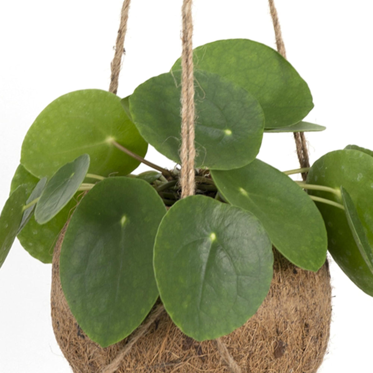 Kokodama Pilea Peperomioides — Hængende plante - Verdeia - 2
