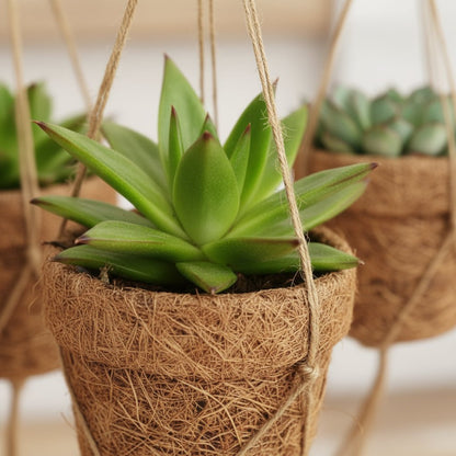 Kokopot String — Trio de Succulentes Suspendues - 10 x 15 cm - Verdeia