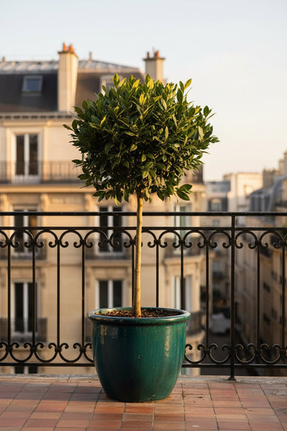 Laurus nobilis (Laurier noble) sur tige — H90 cm | Pot Ø19 cm - Verdeia - 5