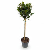 Laurus nobilis (Laurier noble) sur tige — H90 cm | Pot Ø19 cm - Verdeia - 1