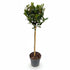 Laurus nobilis (Laurier noble) sur tige — H90 cm | Pot Ø19 cm - Verdeia - 1