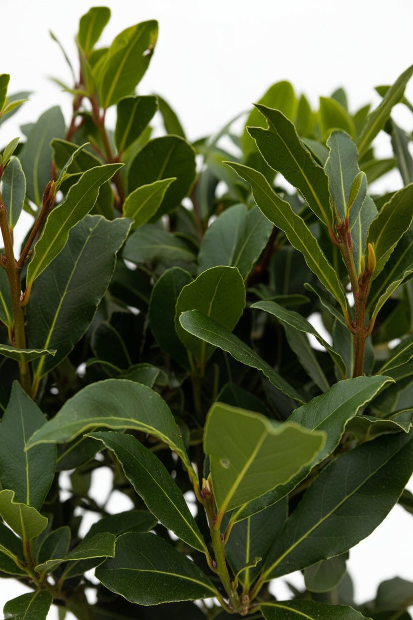Laurus nobilis (Laurier noble) sur tige — H90 cm | Pot Ø19 cm - Verdeia - 2