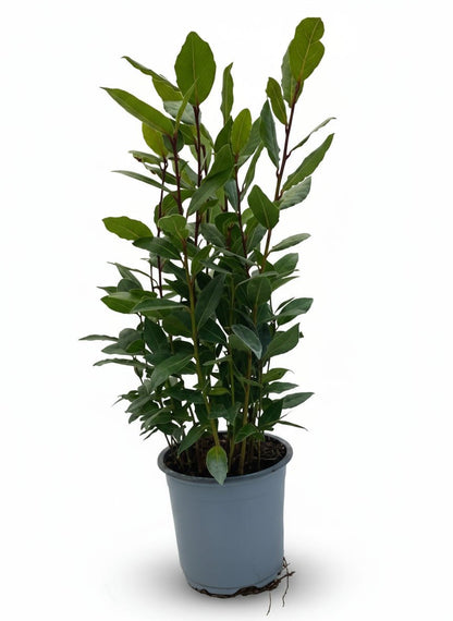 Laurus nobilis — Laurier noble sur tige - Verdeia