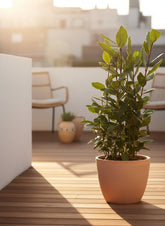 Laurus nobilis — Laurel noble en tallo - Verdeia - 3