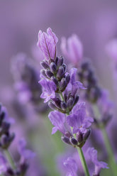 primer plano de la flor de Lavanda Lavandula Hidcote Blue