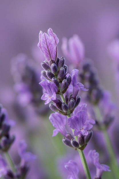 primer plano de la flor de Lavanda Lavandula Hidcote Blue