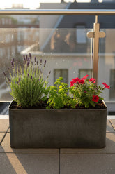 Lavanda Lavandula Hidcote Blue en una jardinera en un balcón