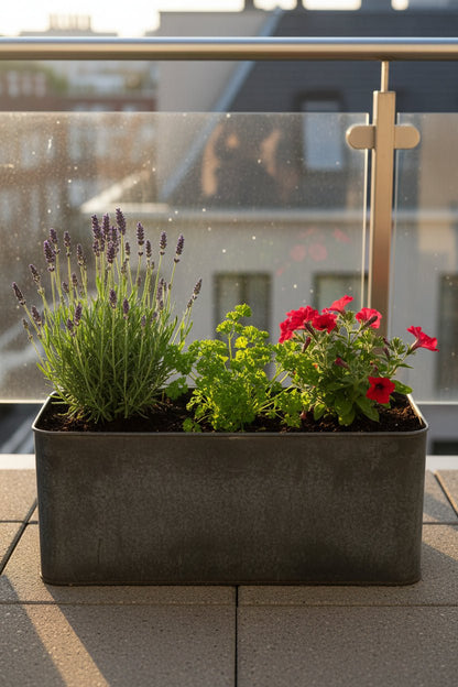 Lavanda Lavandula Hidcote Blue en una jardinera en un balcón