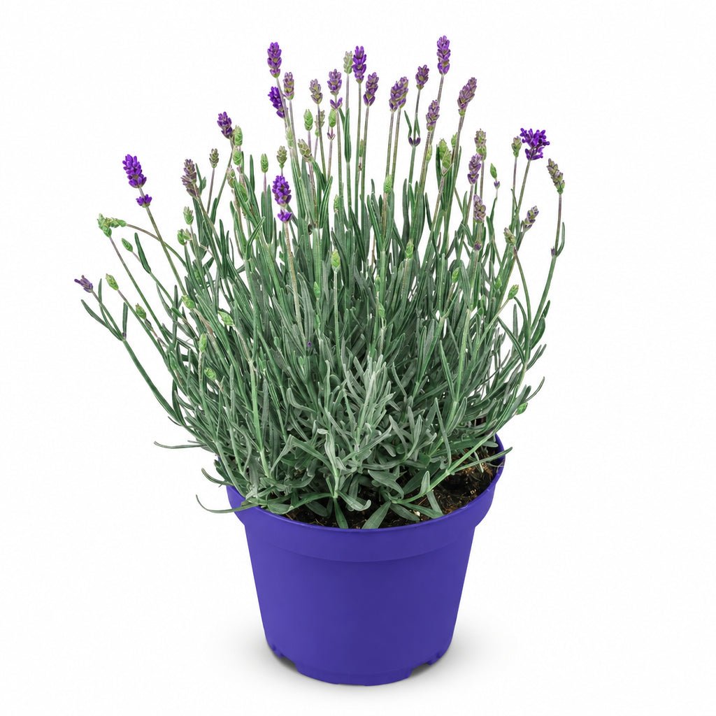 Lavandula angustifolia Hidcote Blue (Lavanda) - H20 cm | Test Ø12 cm - Verdeia - 1