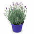 Lavandula angustifolia Hidcote Blue (Lavande) - H20 cm | Pot Ø12 cm - Verdeia - 1