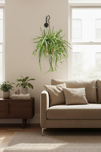 Lepismium Bolivianum — Cactus corall — Ø17 cm — A55 cm - Verdeia - 3