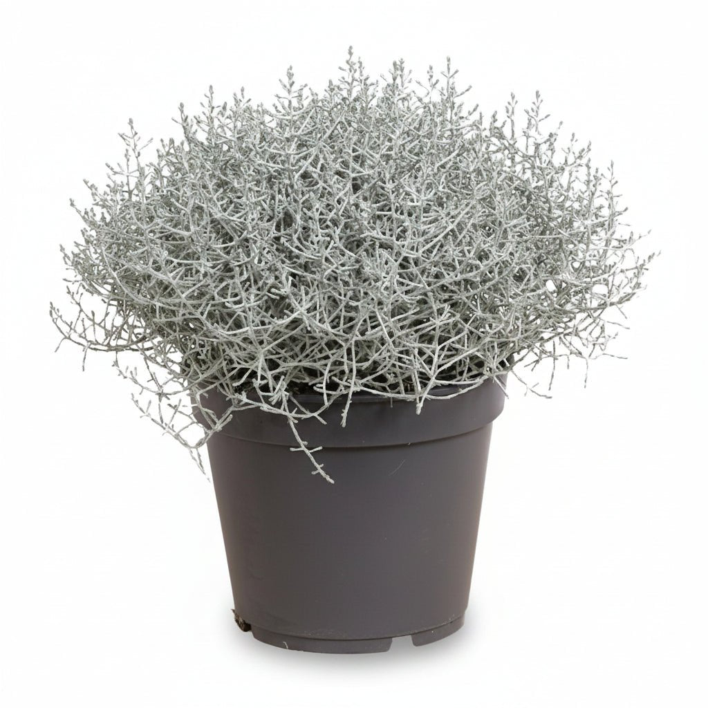 Leucophyta brownii (Buisson d&