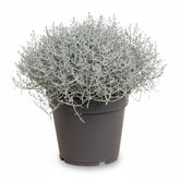 Leucophyta brownii (Buisson d&